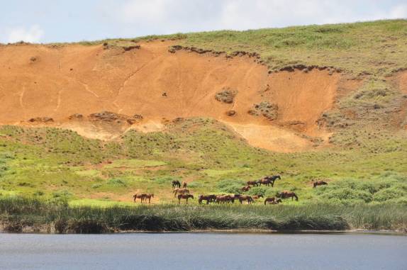 Cavalos selvagens na beira do lago na cratera de Rano Raraku, em Rapa Nui (ou Ilha de Páscoa), território chileno no meio do Oceano Pacífico